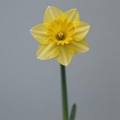 Obraz premium Yellow daffodil with trumpet-shaped corona on a slender green stem against a gray background