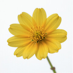 Obraz premium Close-up of a bright yellow flower with glossy petals, centered on a white background