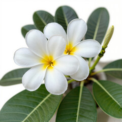 Obraz premium White plumeria blossoms with yellow centers, centered among glossy green leaves