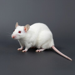 White albino mouse with red eyes and long pink tail on a dark gray background