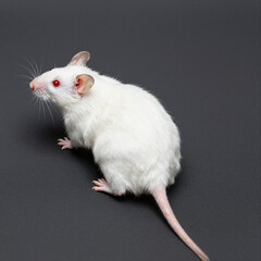 White albino mouse with red eyes and long pink tail on a dark backdrop