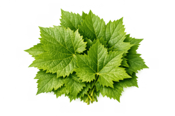 Group of fresh green grape leaves, creating a vibrant organic texture for vineyard, nature, and healthy food concepts. Transparent background