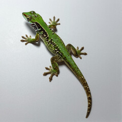Fototapeta premium Small green anole lizard with extended dewlap on white background