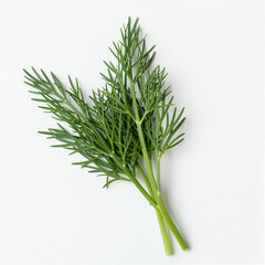 Fototapeta premium Fresh dill sprigs with delicate feathery fronds on a white background