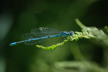 Blue Damselfly Resting on Fern Leaf