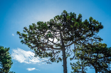 A tree with a lot of leaves and a blue sky in the background