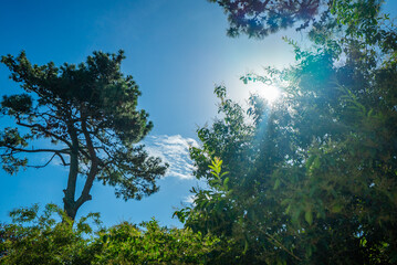 A tree with a lot of leaves and a blue sky in the background