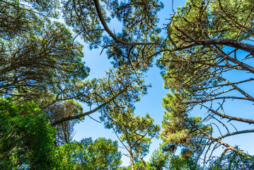 A tree with a green leaf is in the sky
