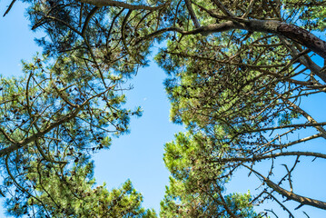 A tree with a green leaf is in the sky