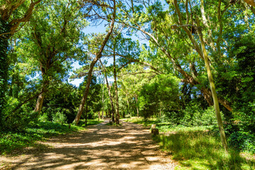 A path through a forest with trees on either side