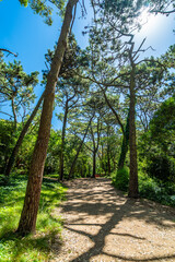 A forest with a dirt road in the middle