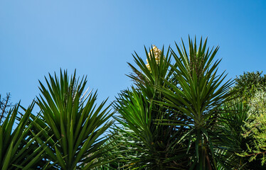 A tree with green leaves and a brown flower