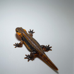 Obraz premium Juvenile newt with bright orange belly on white background, centered and isolated