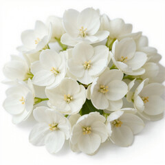 Centered cluster of delicate white jasmine blossoms with yellow stamens, a soft, fragrant bouquet on a white background