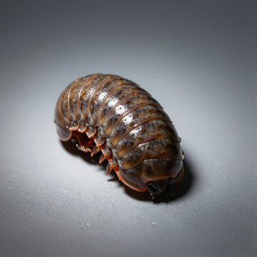 Curled-up pill bug (roly-poly) in a defensive ball on a white background