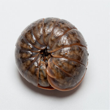 Curled roly-poly pill bug in a defensive ball with glossy, segmented armor on a white background