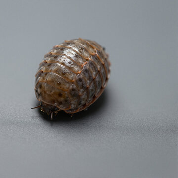 Close-up of a curled roly-poly pill bug in a defensive ball on a smooth gray surface
