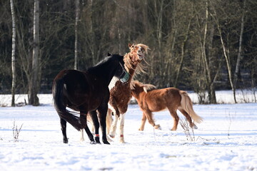 Geschecktes Pferd spielt temperamentvoll mit Rappen auf der schneebedeckten Koppel