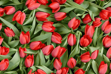 Obraz premium Vibrant red tulips with lush green leaves create stunning floral display, evoking feelings of joy and beauty in nature
