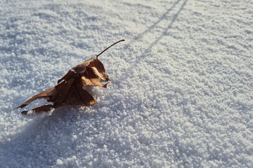Suchy brązowy liść dębu na świeżym białym śniegu, miejsce na tekst