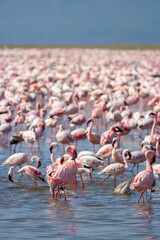 Lesser Pink Flamingoes at Lake Nakuru