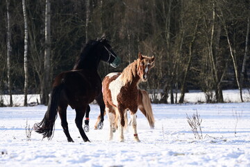 Geschecktes Pferd spielt temperamentvoll mit Rappen auf der schneebedeckten Koppel