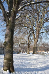 Fototapeta premium Arbres&nbsp;enneigés au Jardin des Tuileries en hiver à Paris