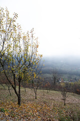 A serene rural mountain vista featuring small homes nestled amid grassy clearings and bare trees, with a dense pine forest climbing a steep ridge shrouded in morning mist. 