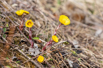 Bright yellow coltsfoot flowers on reddish stems among dry forest litter, early spring primroses