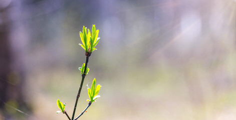 Young green buds on thin branch in spring, fresh leaves unfolding on blurred bokeh background