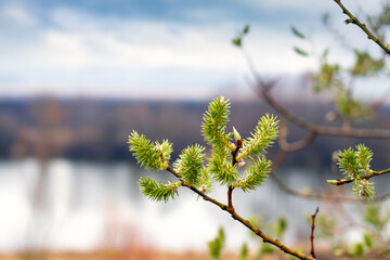 Willow branch with young green catkins on a blurred spring landscape background with a river and moody sky during nature awakening