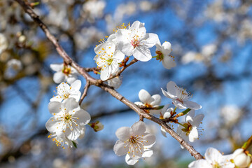 Cherry plum branch with delicate white flowers and yellow stamens against bright blue sky background in spring
