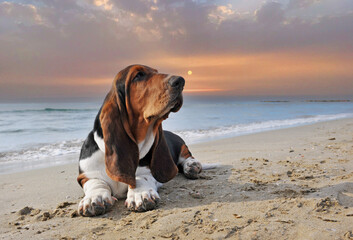 basset hound on the beach