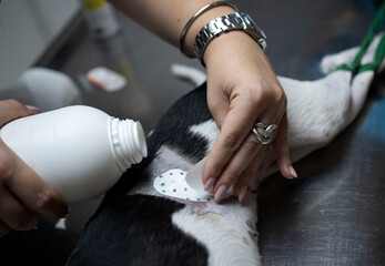 dog sterilization and vet