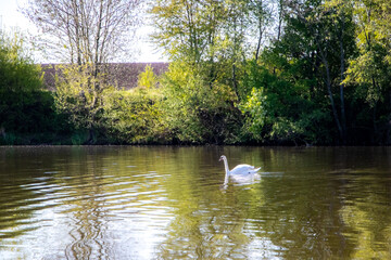White swan swimming on calm river with green trees on shore in sunny day