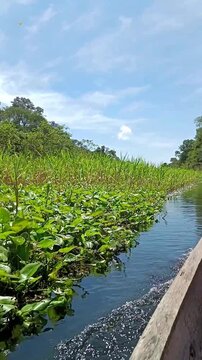 Viewpoint of a boat trip on the Amazon River through the dense jungle vegetation in Colombia, boat trips, jungle adventures and tourism in Latin America