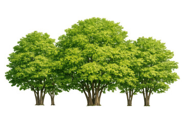 Fototapeta premium Green trees cluster with lush foliage and brown trunks, providing natural beauty and environmental elements on transparent background