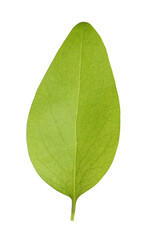 Obraz premium Green leaf of Ficus elastica plant isolated on white