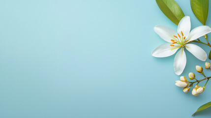 Minimalist and clean design of white lily flower with green leaves on soft blue background, evoking tranquility and beauty