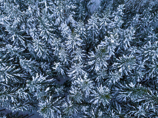 snow-covered spruce forest aerial