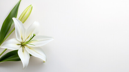 Beautiful white lily with green leaves on neutral background, symbolizing purity and elegance, perfect for floral arrangements or decor