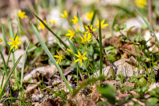 Yellow spring gagea flowers among green grass and fallen leaves, small primroses on ground