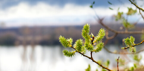 Willow branch with young green catkins on a blurred spring landscape background with a river and...