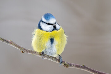 Eurasian blue tit (Cyanistes caeruleus)