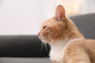 Fototapeta premium Adorable ginger cat against blurred background, closeup. Space for text