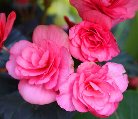 Obraz premium Begonia flower is a genus of perennial flowering plants in the family Begoniaceae. The genus contains more than 2,000 different plant species.
