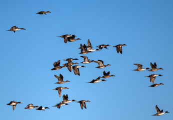 Flock of ducks taking flight in hunting season