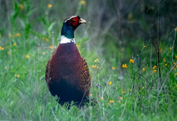 Fototapeta premium Colorful ring necked pheasant on the grass giving nice color contrast