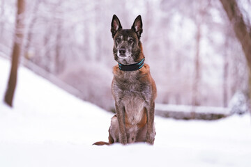 Cute senior Belgian Shepherd dog Malinois with a black and blue collar posing outdoors sitting on a snow in winter