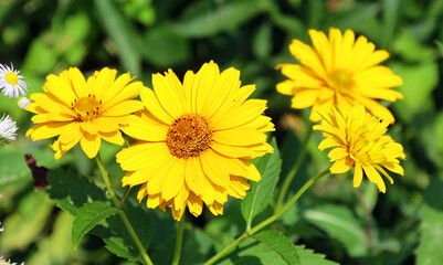 Obraz premium Zinnia is a genus of plants of the sunflower tribe within the daisy family. They are native to scrub and dry grassland in an area stretching from the US to South America and Mexico